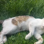 Zaginął kot, Krasnystaw, 16 lutego 2024