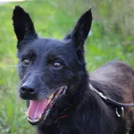 Pies do adopcji, Starogard Gdański, 14 lipca 2021