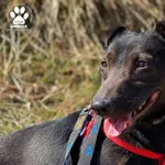 Pies do adopcji, Starogard Gdański, 31 marca 2021