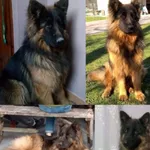 Zaginął pies, Łódź, 17 lutego 2024