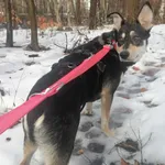 Zaginął pies, Siemianowice Śląskie, 17 lutego 2024