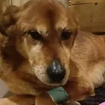 Znaleziono psa, Młodolino, 15 lutego 2024