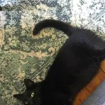 Zaginęła Kotka Sisi! Sopot-Wyścigi