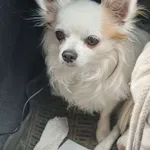 Zaginął pies, Łódź, 18 lutego 2024