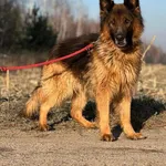 Imię: Czesiu Czip: 616093902524210 Płeć: samiec Wiek: styczeń 2014 Wielkość: duży Kastracja/sterylizacja: tak Inne Psy: Akceptuje towarzystwo innych zwierząt Dzieci: W wieku szkolnym Charakter: Duży, 