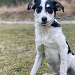 Imię: Pepe Czip: 616093902524428 Płeć: samiec Wiek: sierpień 2023 Wielkość: średni Kastracja/sterylizacja: tak Inne Psy: Akceptuje towarzystwo innych zwierząt Dzieci: W wieku szkolnym Charakter: Młody