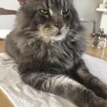 Zaginął kot, Łódź, 18 lutego 2024