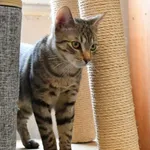 Kot do adopcji, Tychy, 11 listopada 2023