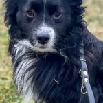 Imię: Wafel Czip: 616093902524265 Płeć: samiec Wiek: styczeń 2020 Wielkość: mały Kastracja/sterylizacja: tak Inne Psy: Akceptuje towarzystwo innych zwierząt Dzieci: W wieku szkolnym Charakter: Miły sy