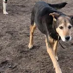 Pies do adopcji, Oborniki, 19 listopada 2023