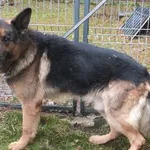 Lumbus to pies przywieziony w dniu 13.02.2024r kontaktowy, bardzo duży