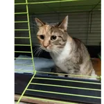 Znaleziono kota, Białystok, 18 lutego 2024