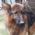 Lutus to pies przywieziony w dniu 13.02.2024r kontaktowy, bystry