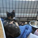 Znaleziono kota, Sosnowiec, 18 lutego 2024