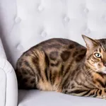 Bengalski kot zaginął - Dakar