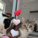 Kot do adopcji, Piła, 30 czerwca 2023