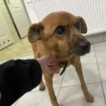 Nr: 72/2024 - Pies z BOLKÓW