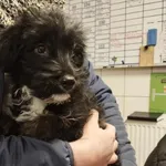 Znaleziono psa, Toruń, 18 lutego 2024