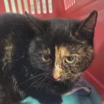 Kot do adopcji, Zielona Góra, 20 lutego 2024