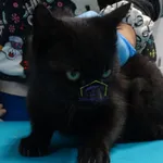 Znaleziono kota, Szczecin, 20 lutego 2024