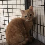 Kot do adopcji, Częstochowa, 5 listopada 2023