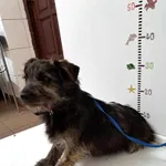 Świerklaniec 616093902523054 mieszaniec czarny podpalany pies 70/2024