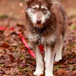 Pies do adopcji, Elbląg, 3 lutego 2024