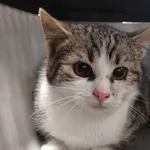 Znaleziono kota, Toruń, 14 lutego 2024