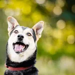 Reksio - cudowny, wesoły, uśmiechnięty pychol!