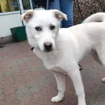 Znaleziono psa, Toruń, 17 lutego 2024