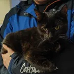 Znaleziono kota, Toruń, 12 lutego 2024