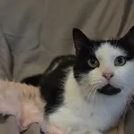 Kot do adopcji, Chełmek, 28 listopada 2023