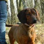 Znaleziono psa, Grudziądz, 25 stycznia 2024