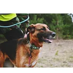 Znaleziono psa, Białystok, 21 stycznia 2024