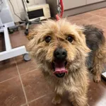 Pies do adopcji, Zielona Góra, 20 lutego 2024