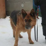 Pies do adopcji, Nowy Dwór Mazowiecki, 26 stycznia 2026