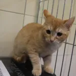 Kot do adopcji, Częstochowa, 5 listopada 2023