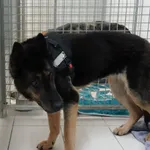 SUCZKA Z INTERWENCJI DNIA 20.02.2024