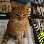 Kocurek poz. 24/057/K