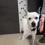 Przyjęty: 2024-02-21 Gmina: Jaworzno Płeć: Suka Opis: mieszaniec, biała z czarnymi znaczeniami