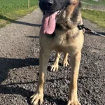 Pies do adopcji, Racławice, 17 lutego 2024