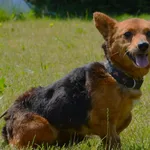 Znaleziono psa, Lublin, 18 lutego 2024