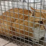 Kocurek poz. 24/058/K