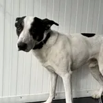 Przyjęty: 2024-02-22 Gmina: Miedźna Płeć: Pies Opis: mieszaniec, biały z czarnymi znaczeniami