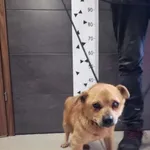 Przyjęty: 2024-02-22 Gmina: Libiąż Płeć: Pies Opis: mieszaniec, brąz