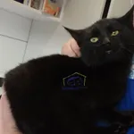 Znaleziono kota, Szczecin, 23 lutego 2024