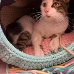 Kot do adopcji, Tychy, 17 grudnia 2023