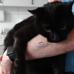 Znaleziono kota, Szczecin, 22 lutego 2024