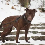 Znaleziono psa, Toruń, 8 grudnia 2023