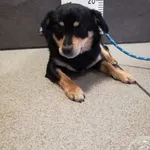 Przyjęty: 2024-02-24 Gmina: Tomice Płeć: Pies Opis: mieszaniec, czarne-podpalane